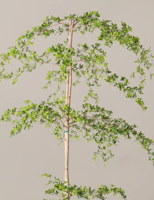 Black Olive Tree — Bucida buceras, Evergreen Indoor/Outdoor Tree
