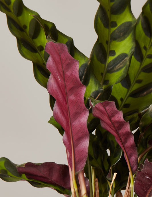 Calathea Rattlesnake — Goeppertia insignis, 10-20 in, Pet-Friendly Prayer Plant
