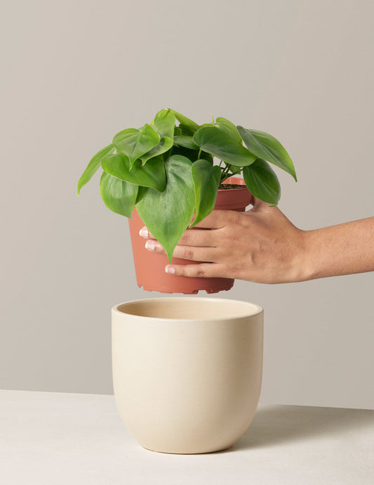 Heartleaf Philodendron — Philodendron hederaceum, 4-9 in, Trailing Vine