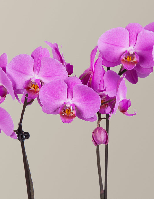 Purple Orchid — Phalaenopsis, 20-28 in, Beginner-Friendly Blooming Orchid