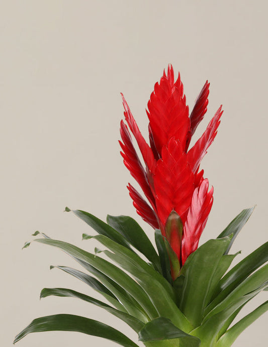 Bromeliad Vriesea Intenso Red — Flaming Sword, 14-20 in, Pet-Friendly
