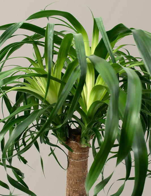 Ponytail Palm — Beaucarnea recurvata, 5 in to 4 ft, Succulent Indoor Palm