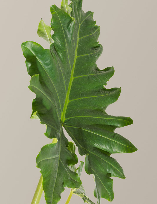 Alocasia Portora — Elephant Ear, 5-6 ft Tall, Indoor Tropical