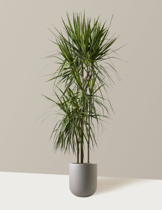 Dracaena Marginata Braided — Dragon Tree, 3-7 ft Tall, Indoor Palm