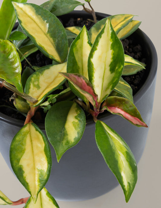 Hoya Carnosa Tricolor — Wax Plant, 3-8 in, Trailing Variegated Vine