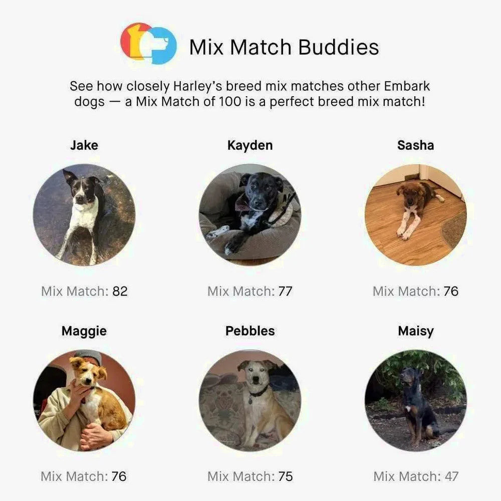 Embark Dog DNA Test, Breed Identification Kit