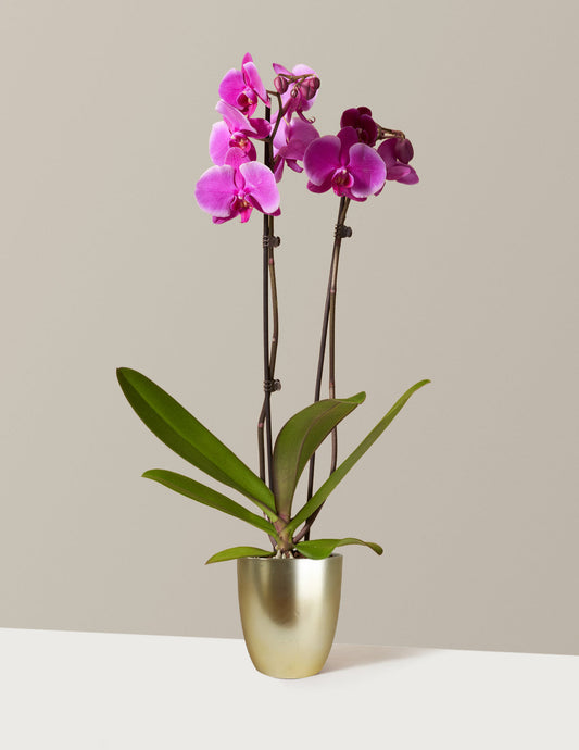 Purple Orchid