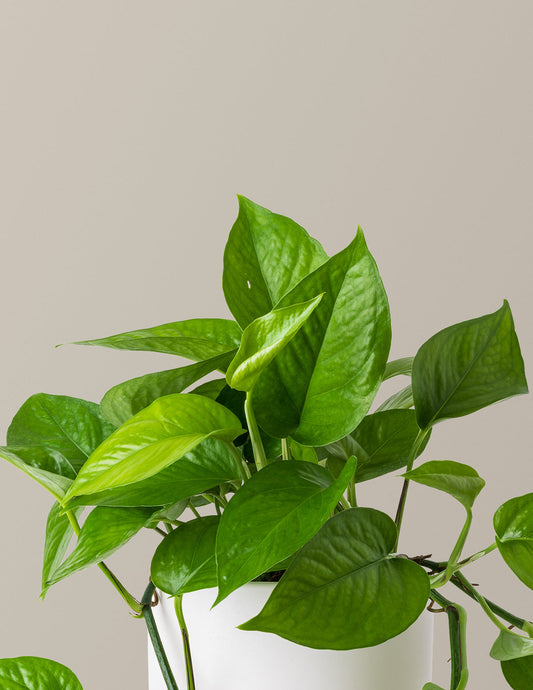 Jade Pothos — Epipremnum aureum, 7-8 in, Trailing Low-Light Vine