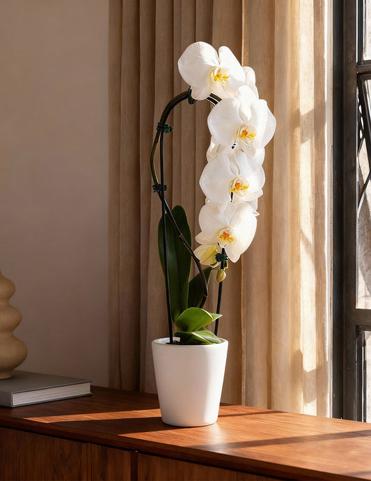 Waterfall Orchid — Phalaenopsis, 28-31 in, Cascading White/Purple Blooms