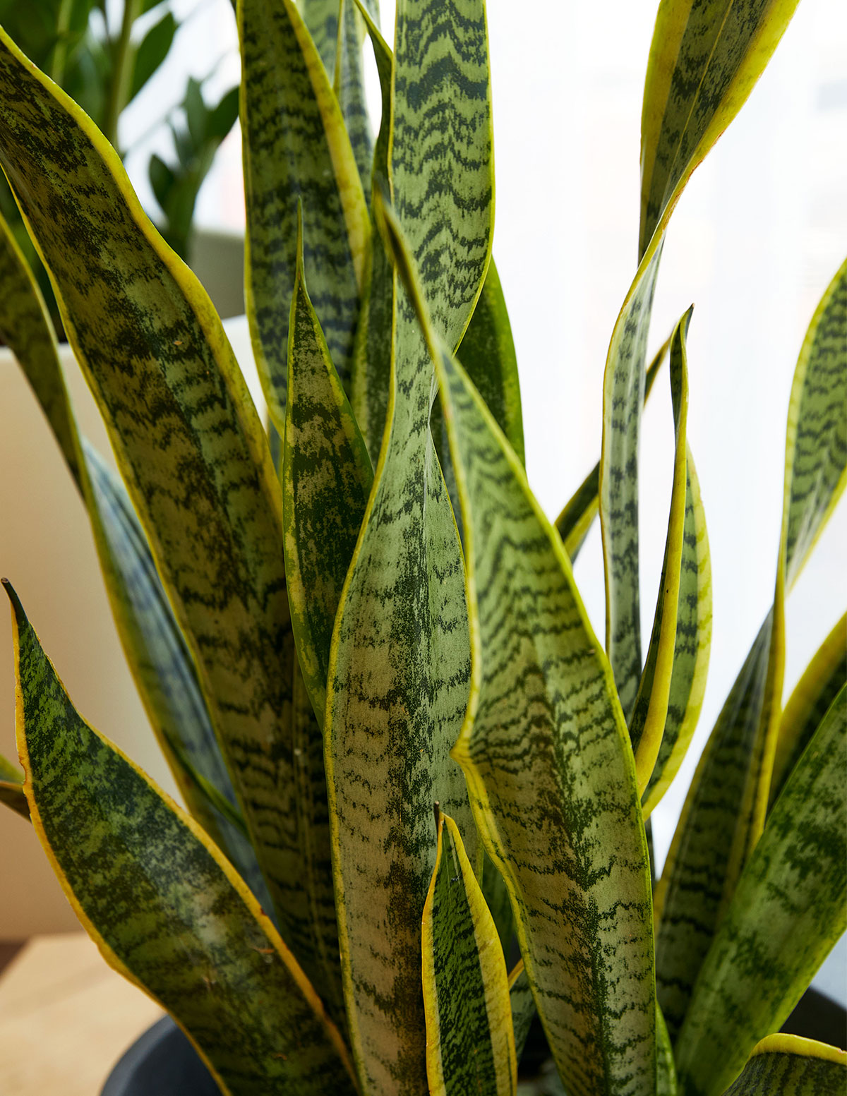 Snake Plant Laurentii — Sansevieria trifasciata, 8 in to 2 ft, Low-Light Succulent
