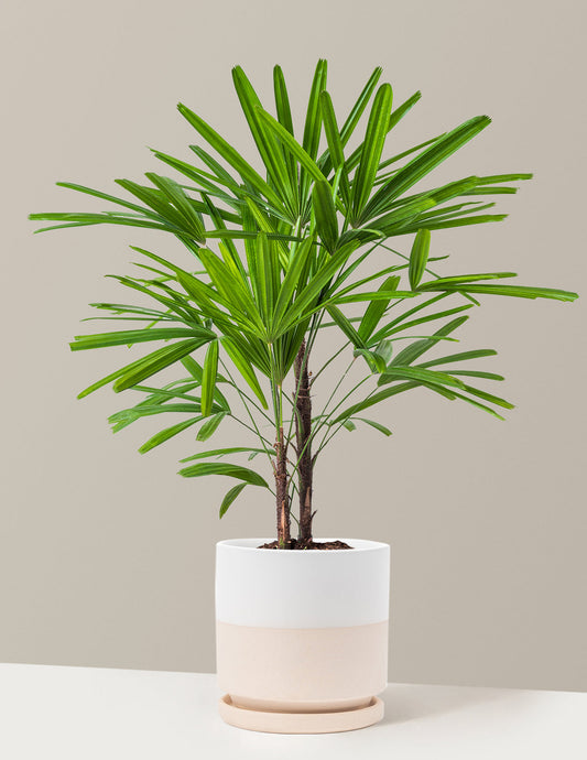 Lady Palm — Rhapis excelsa, 3-4 ft Tall, Elegant Indoor Palm