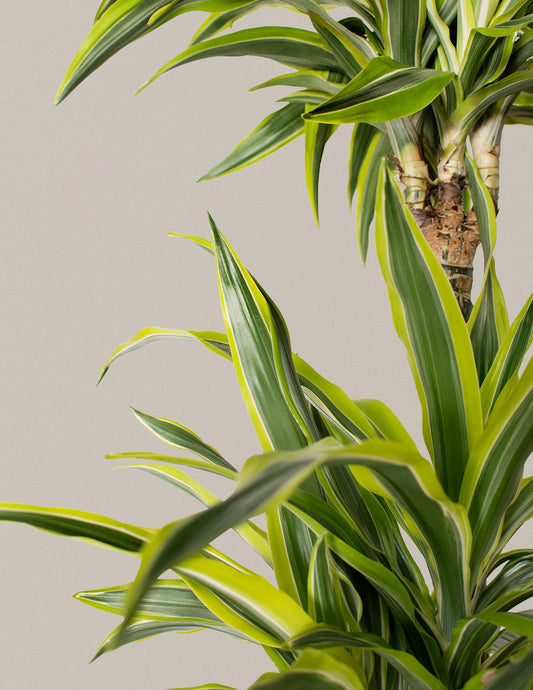 Dracaena Lemon Lime — Dracaena fragrans, 30-40 in, Air-Improving Houseplant
