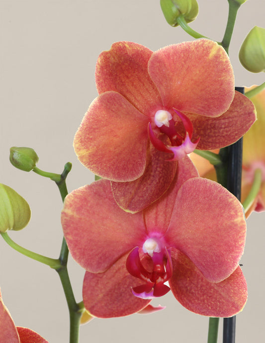 Sunrise Orchid — Phalaenopsis, 20-28 in, Pinkish-Orange Blooming Orchid
