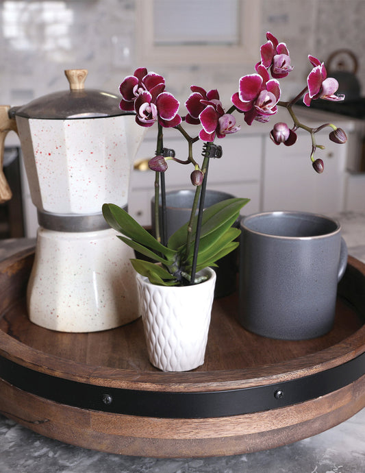 Mini Orchid — Phalaenopsis, 8-12 in, Compact Blooming Orchid in Ceramic