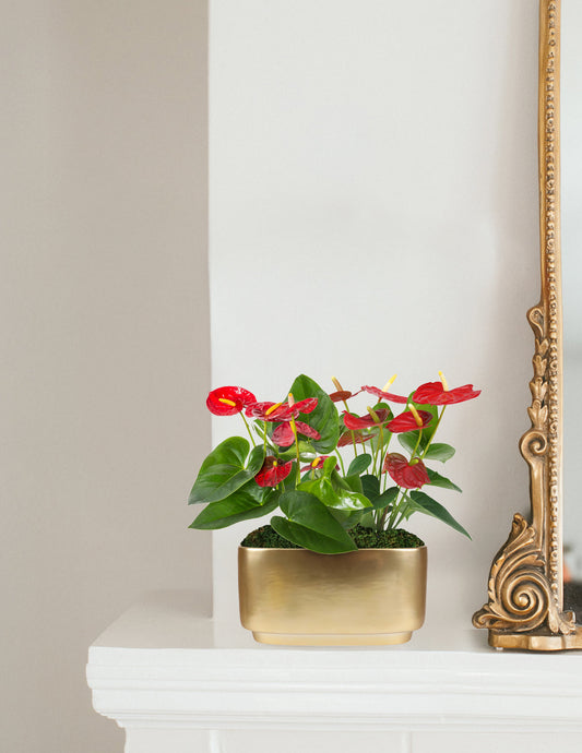 Double Anthurium — Anth andraeanum, 9-13 in, Long-Lasting Blooming Plant