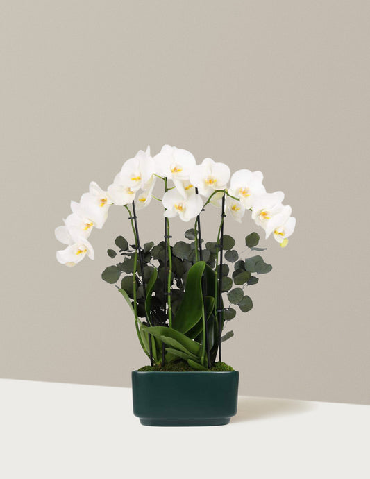 Double Orchid — Phalaenopsis, 9-13 in, Multi-Stem Blooming Orchid
