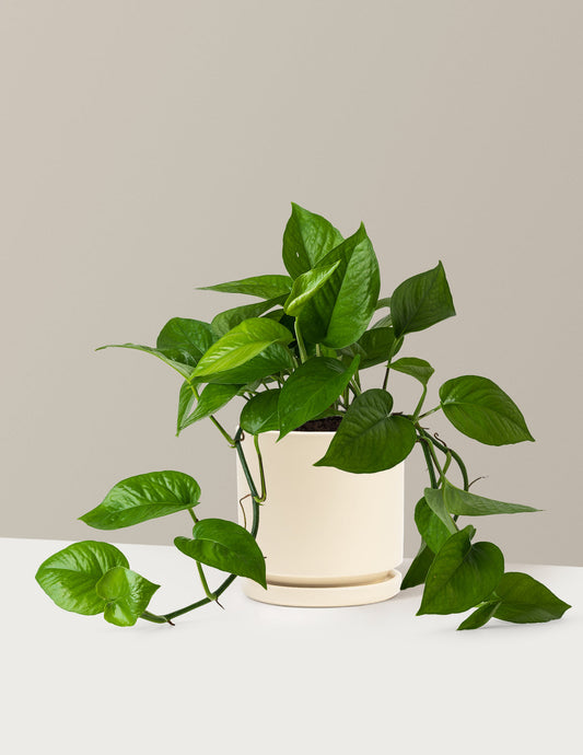 Jade Pothos