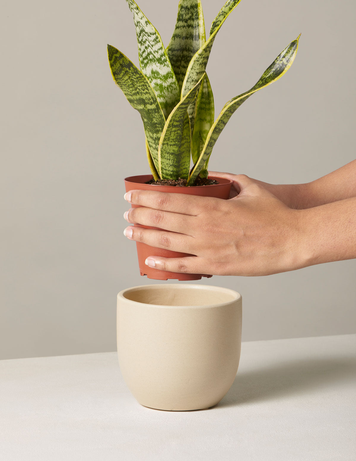 Snake Plant Laurentii — Sansevieria trifasciata, 8 in to 2 ft, Low-Light Succulent