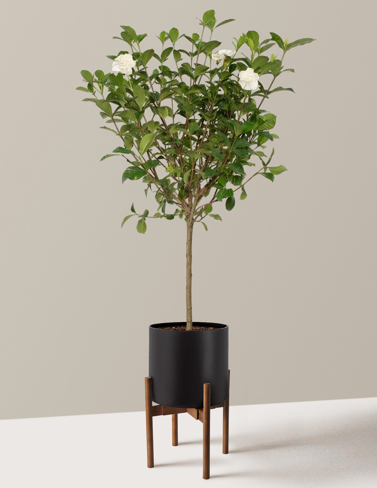 Gardenia Tree — Gardenia jasminoides Aimee, 3-4 ft, Fragrant White Blooms