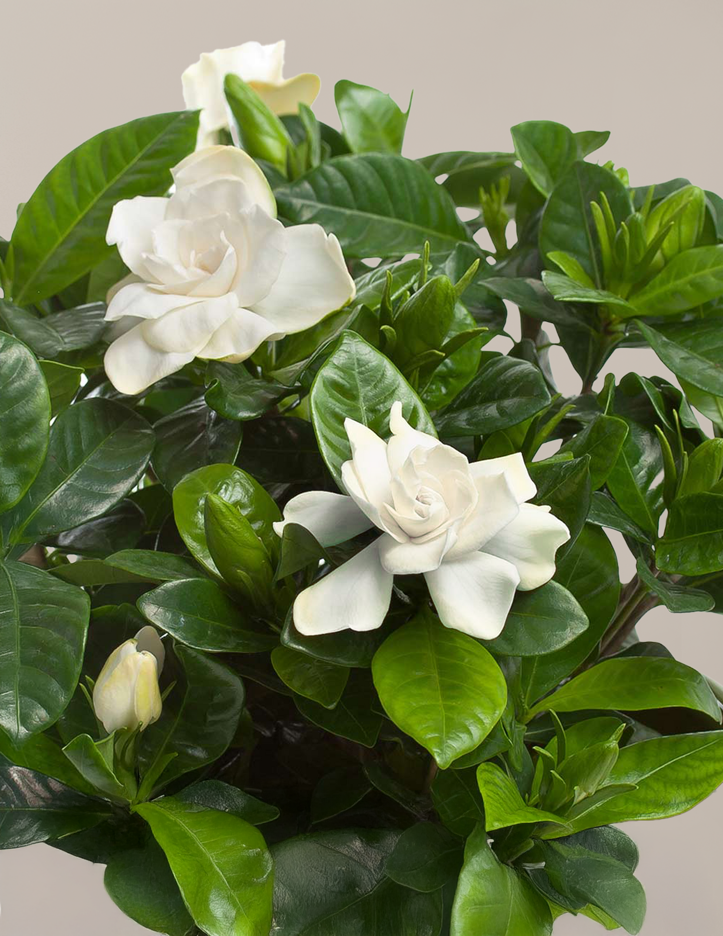 Gardenia Tree — Gardenia jasminoides Aimee, 3-4 ft, Fragrant White Blooms