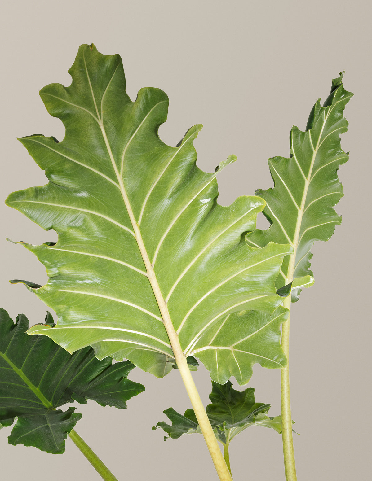 Alocasia Portora — Elephant Ear, 5-6 ft Tall, Indoor Tropical