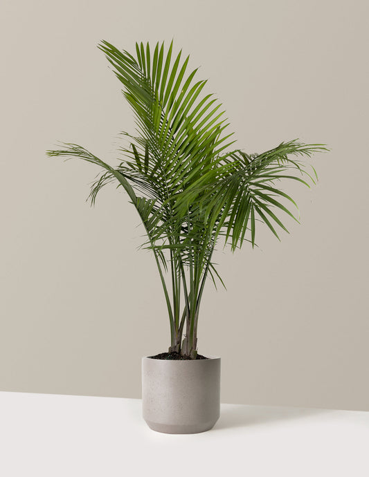 Majesty Palm — Ravenea rivularis, 3-6 ft Tall, Tropical Indoor Palm