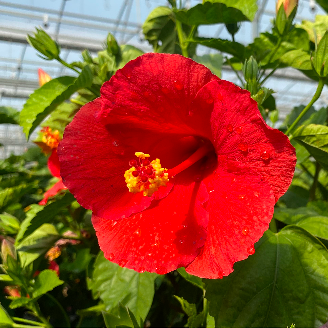 Braided Hibiscus — Hibiscus rosa-sinensis, 3-4 ft Tall, Blooming Indoor/Outdoor