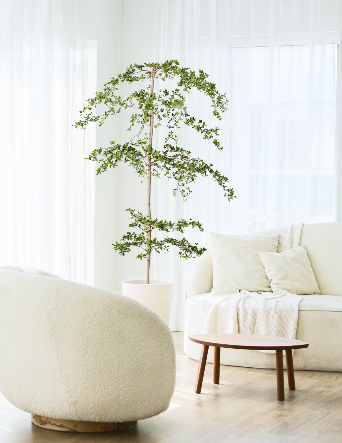 Black Olive Tree — Bucida buceras, Evergreen Indoor/Outdoor Tree