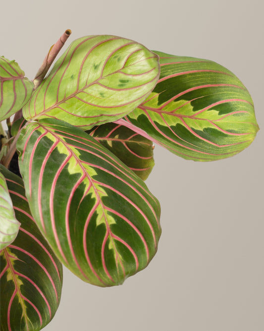 Red Prayer Plant — Maranta leuconeura, 8-12 in, Pet-Friendly Low-Light Houseplant